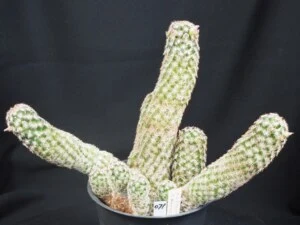 henricksonii