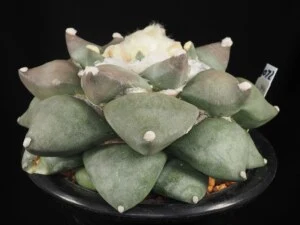 象牙牡丹