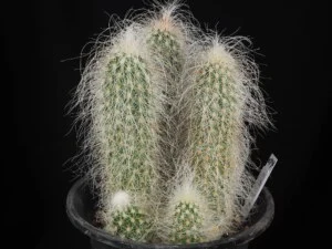 翁錦　3本植え