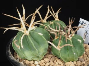 水牛大鳳玉　3本植え