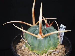 竜剣丸　(長強刺選抜)