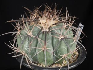 黒刺9稜大平丸