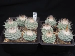 菊水　2鉢(寄植)