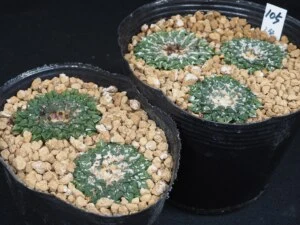 姫牡丹　2鉢（寄植）