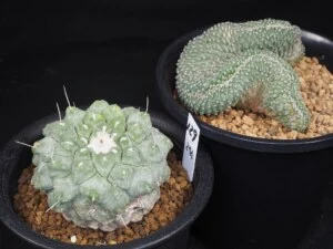 菊水・菊水綴化　2鉢