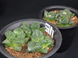 亀甲牡丹　2鉢(寄植)