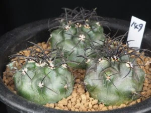 グリセオビオラセア　3本植え