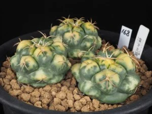 象牙丸錦　3本植え