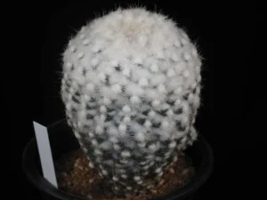 雪童子