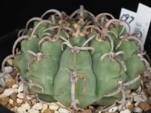 狂刺バッテリー