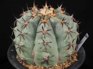 花王丸