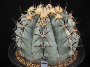 花王丸