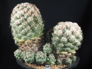 天司丸
