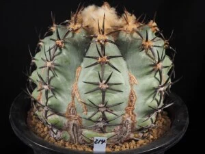 花王丸